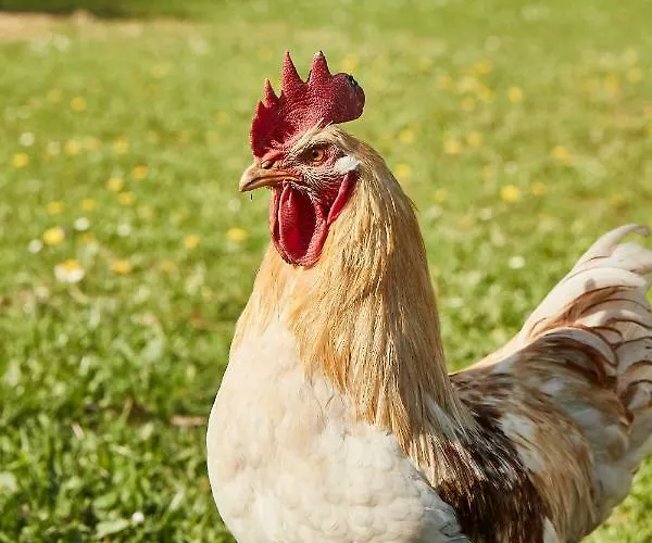 Hohenhaus Отель